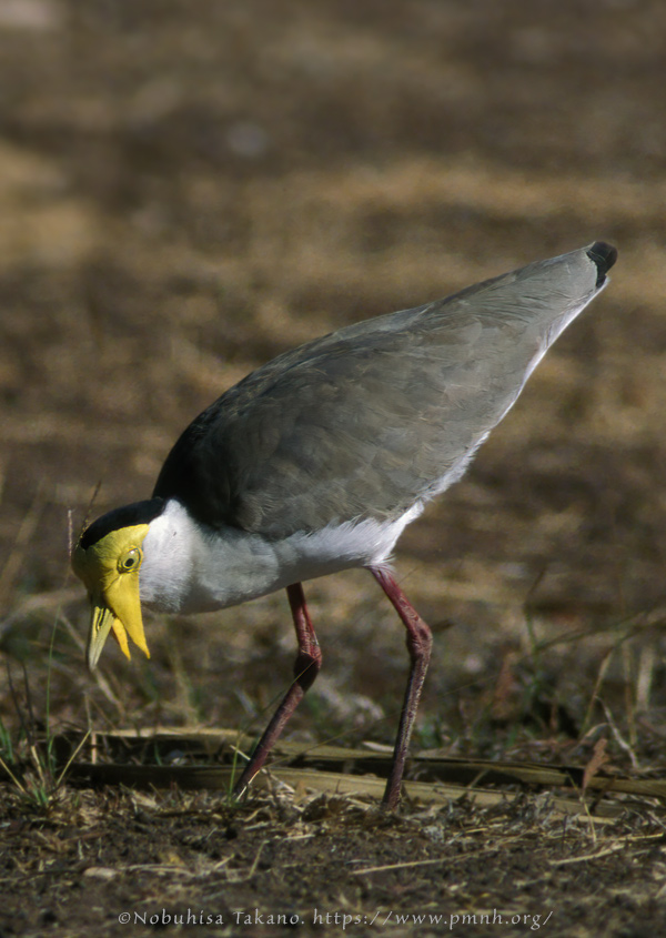 0308pv_masked_lapwing01