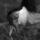 0308pv_masked_lapwing01_w