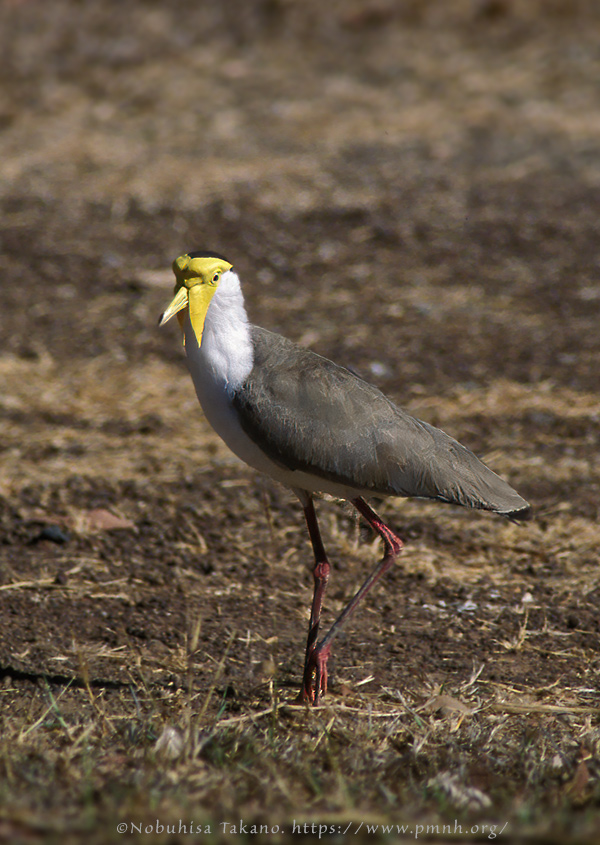 0308pv_masked_lapwing02