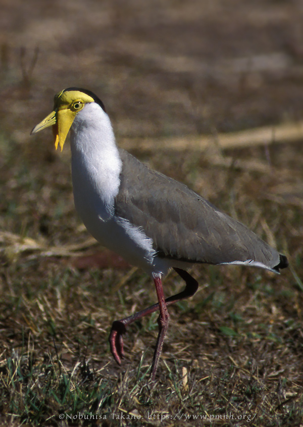 0308pv_masked_lapwing03