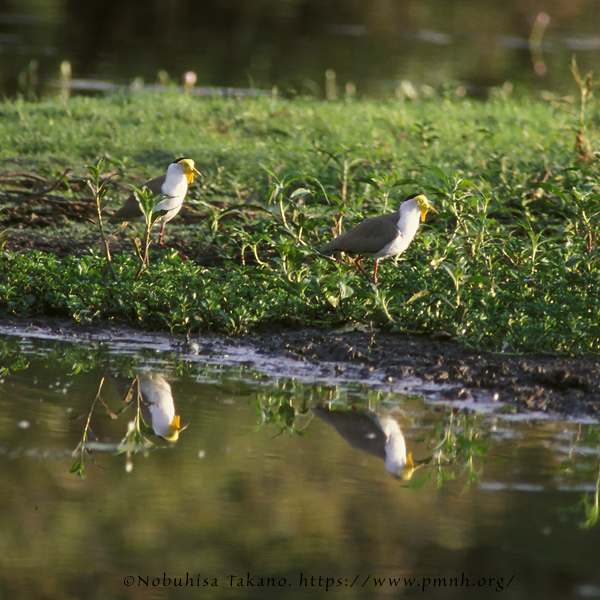 0308pv_masked_lapwing04