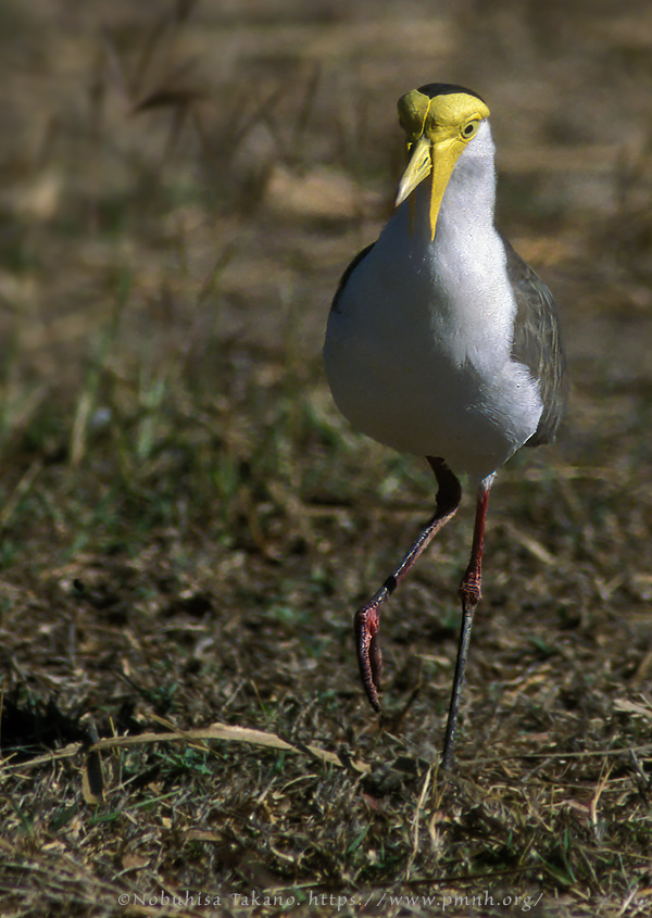 0308pv_masked_lapwing05