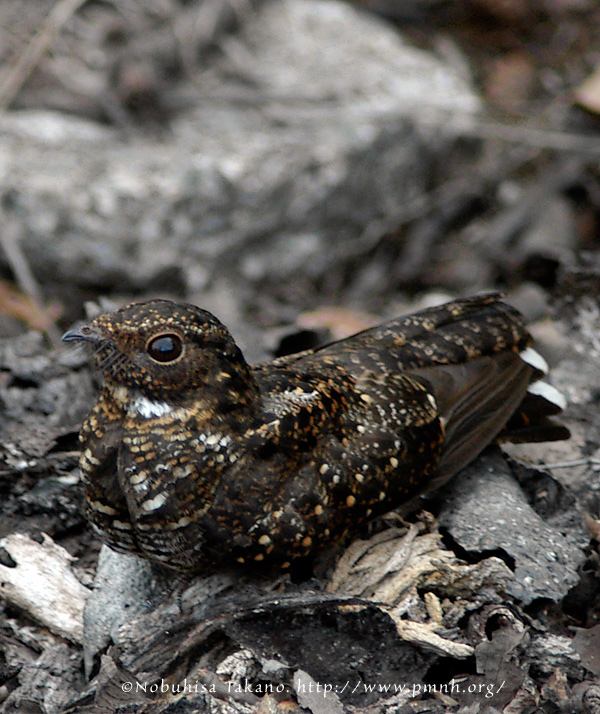 0408bnightjar12