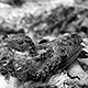 0408bnightjar12_w