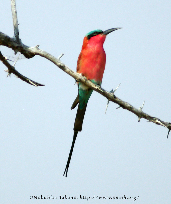 0508cbeeeater_c235b