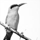 0508cbeeeater_c235b_w