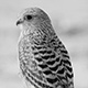 0508gkestrel_e304_w