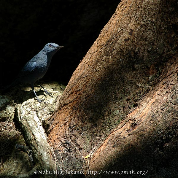 0609bluerockthrush01