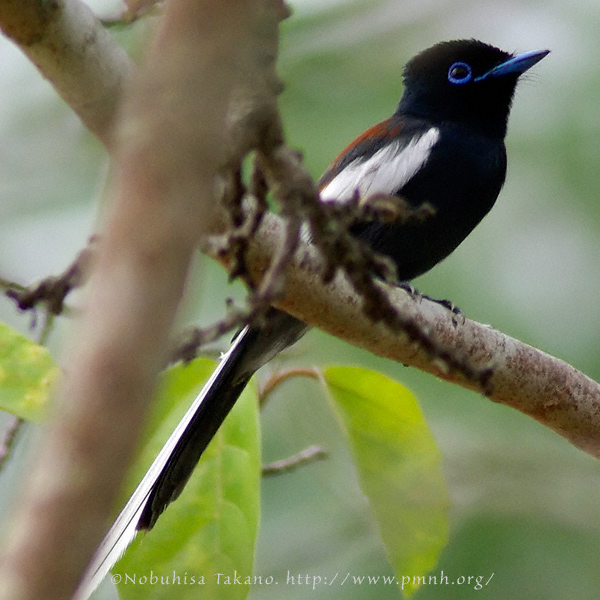 0709aparadiseflycatcher01