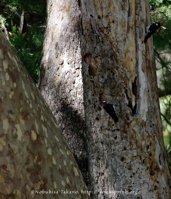 0808acornwoodpecker_rc304