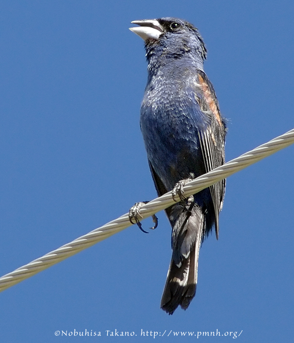 0808bluegrosbeak_mc004