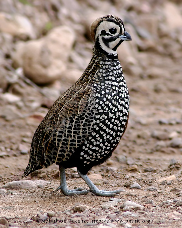 Indian Bit Of San Quentin Quail Got Persuasive