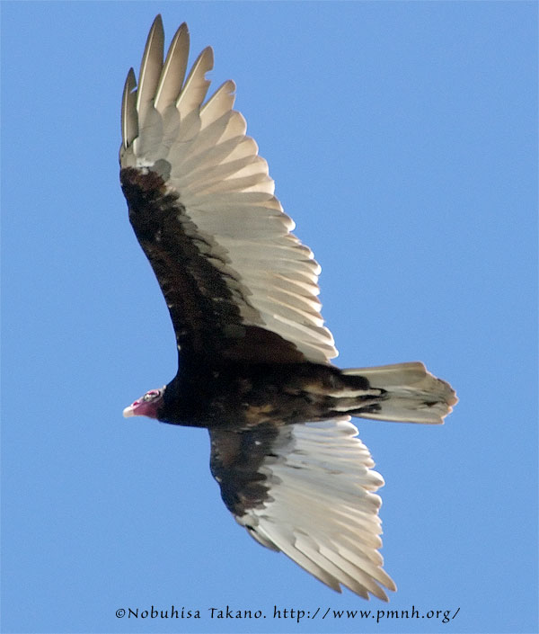 0808turkeyvulture25