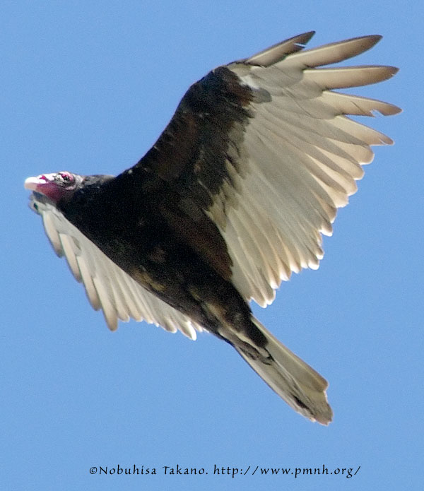 0808turkeyvulture_mc504