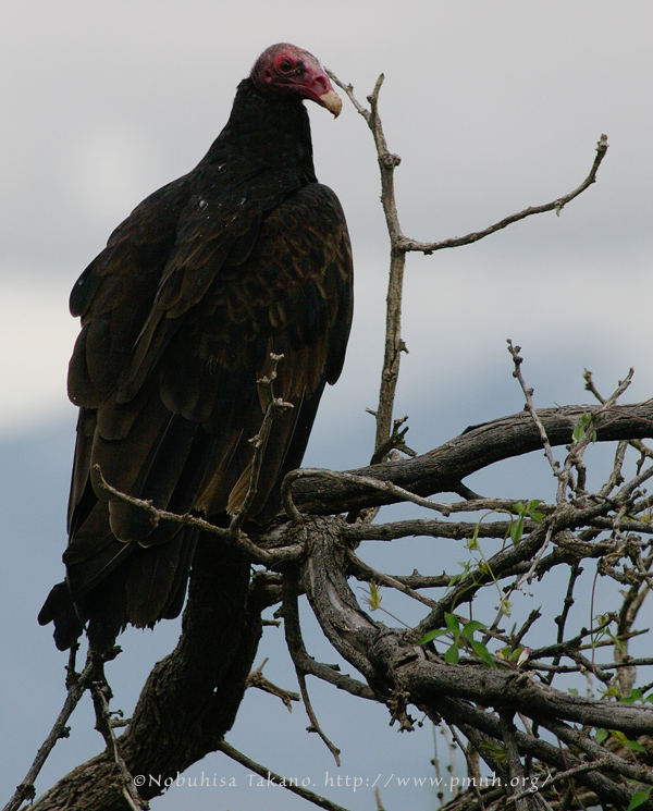 0808turkeyvulture_sg403