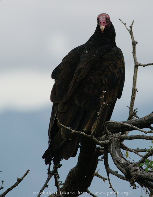 0808turkeyvulture_sg405