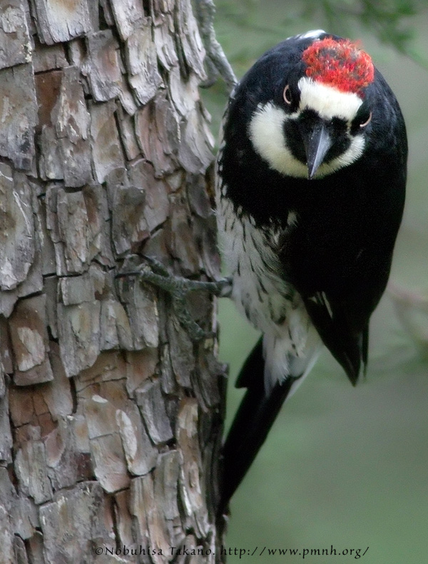 0809acornwoodpecker_pd406