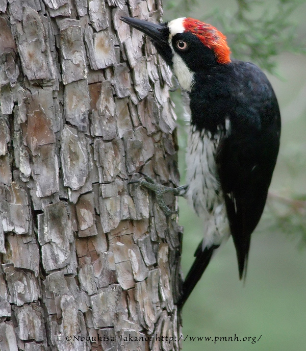 ドングリキツツキ Acorn Woodpecker I Melanerpes Formicivorus I Bird Photo 鳥の写真 Pmnh Wildlife Portrait Archive Birds