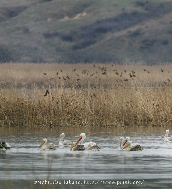 0902dalmatianpelican106