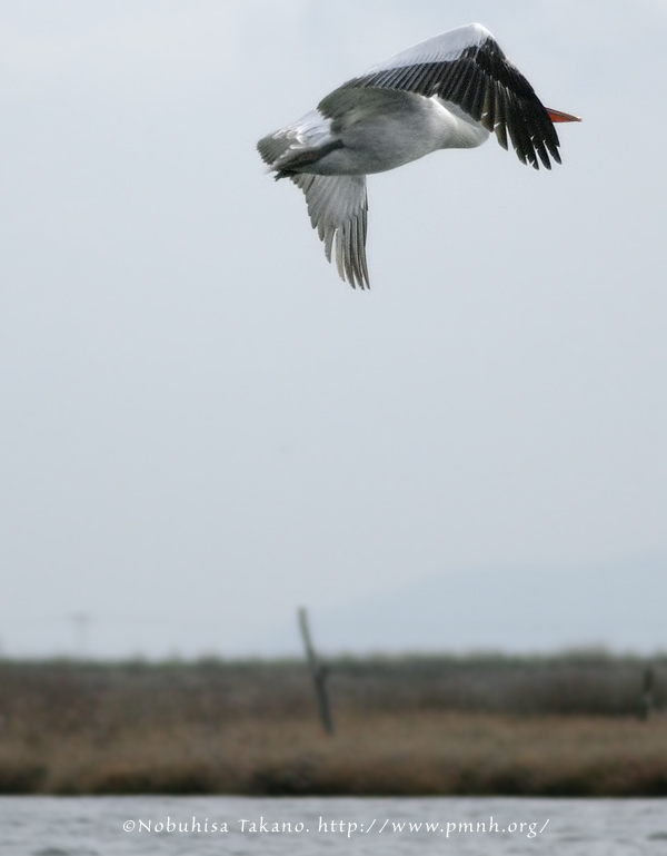 0902dalmatianpelican317