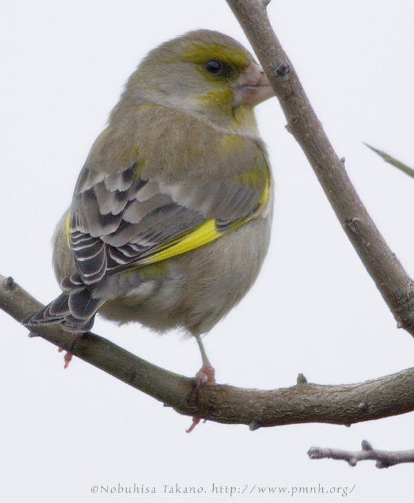 0902greenfinch006