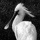 0902spoonbill005_w