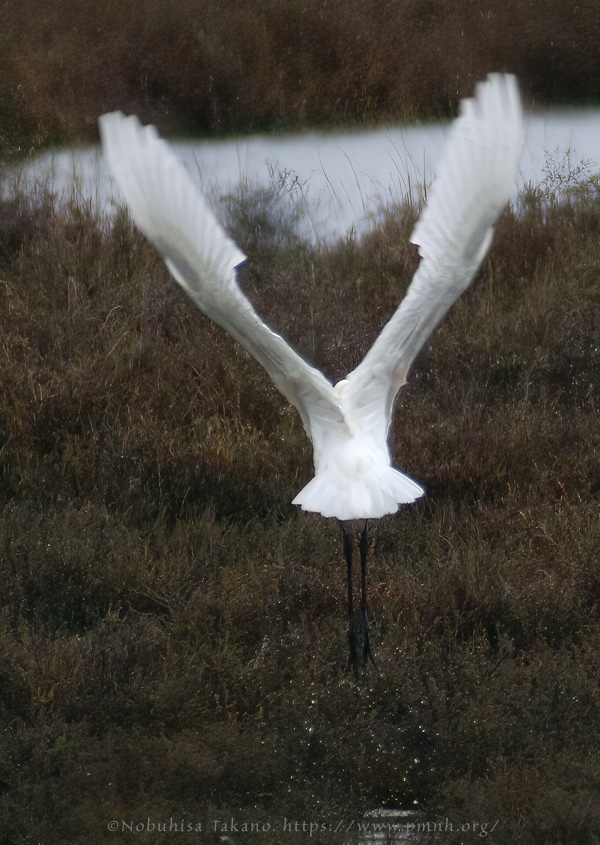 0902spoonbill006