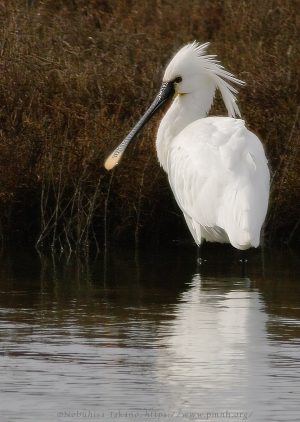 0902spoonbill007