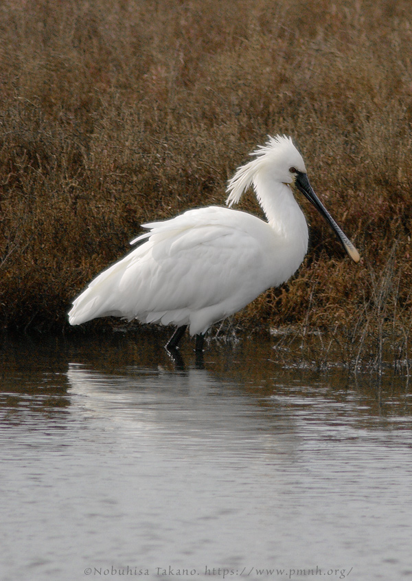 0902spoonbill017