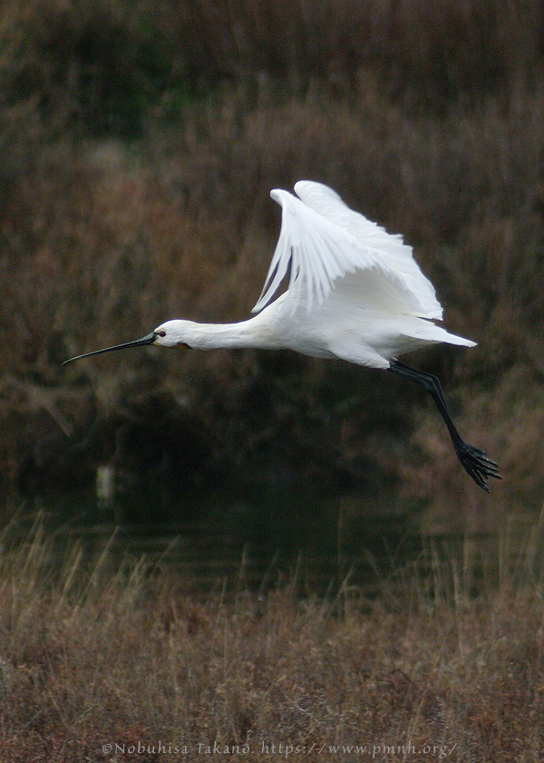 0902spoonbill302