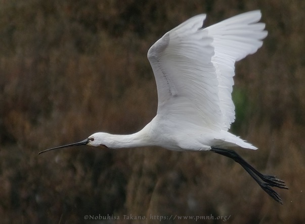 0902spoonbill303b