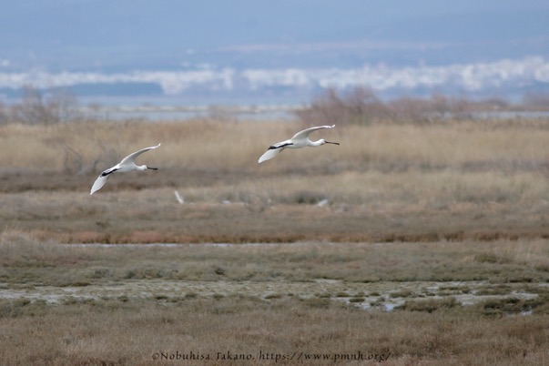 0902spoonbill307