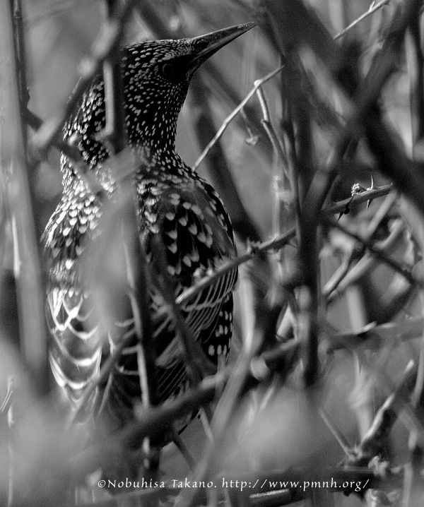 0902starling503