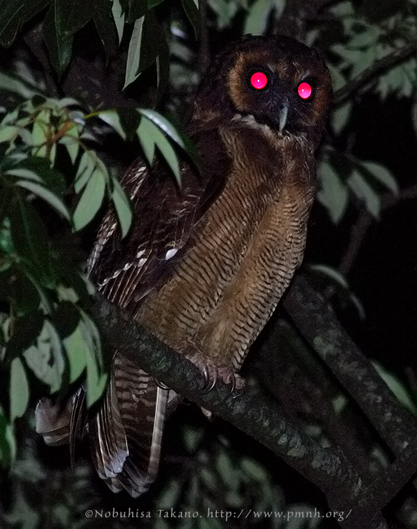 オオフクロウ Brown Wood Owl I Strix Leptogrammica I Bird Photo 鳥の写真 Pmnh Wildlife Portrait Archive Birds