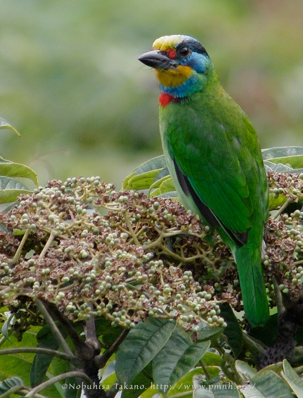 0911barbet25