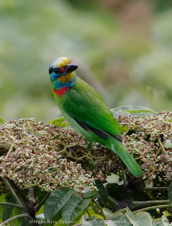 0911barbet29