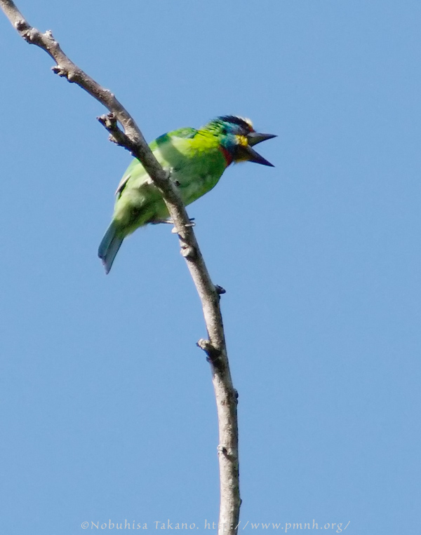 0911barbet30