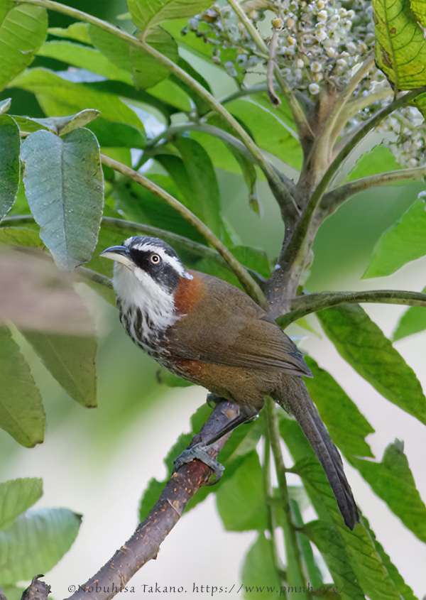 0911bb_streak_breasted_scimitar_babbler@lija0243