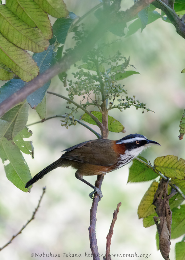 0911bb_streak_breasted_scimitar_babbler@lija0245