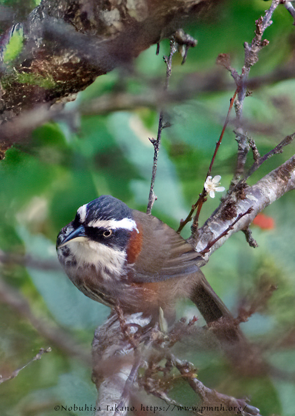 0911bb_streak_breasted_scimitar_babbler@lija0249