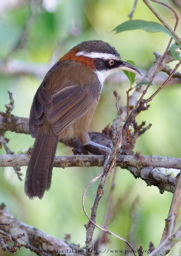 0911bb_streak_breasted_scimitar_babbler@lija0265