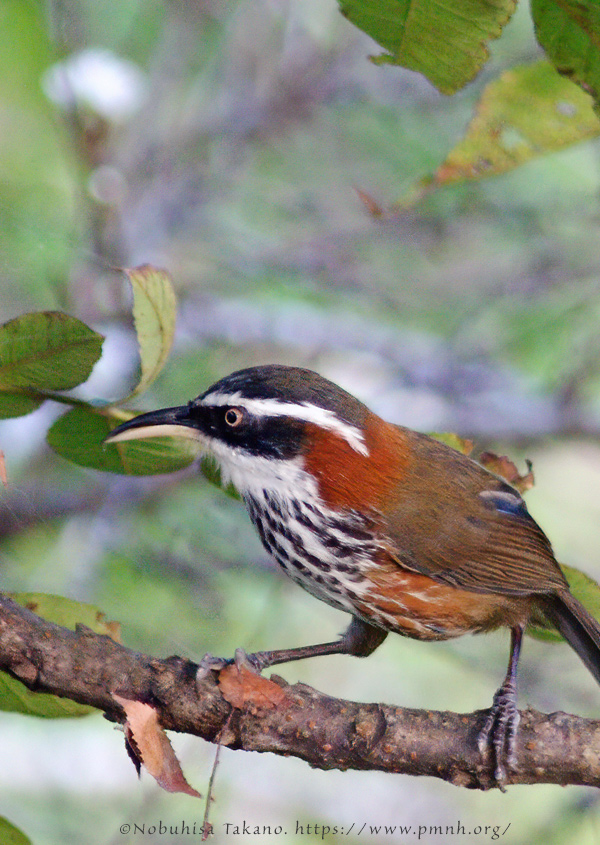 0911bb_streak_breasted_scimitar_babbler@lija0275