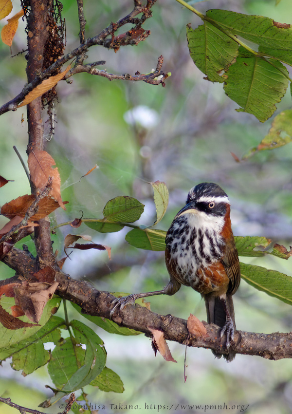 0911bb_streak_breasted_scimitar_babbler@lija0283