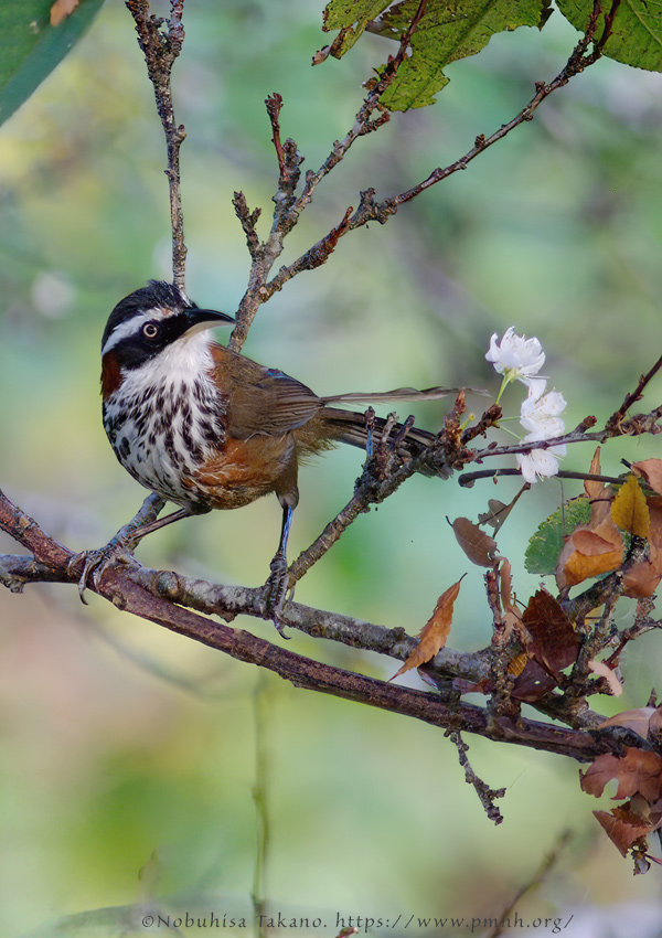 0911bb_streak_breasted_scimitar_babbler@lija0288