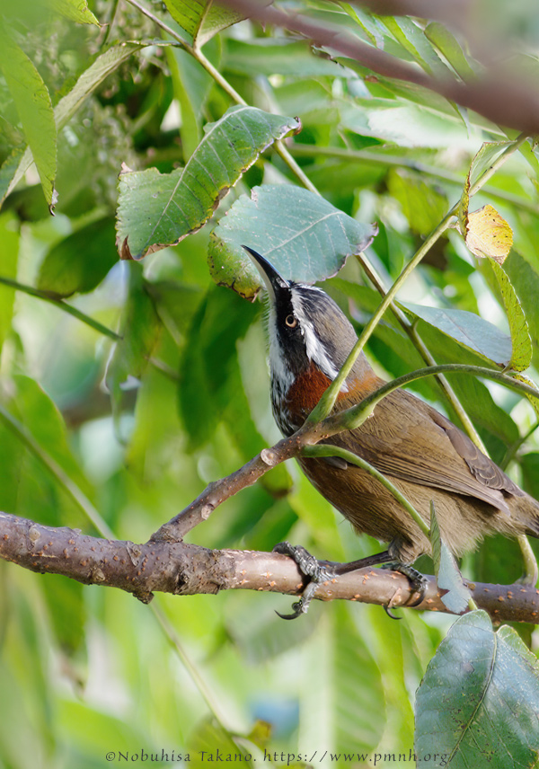 0911bb_streak_breasted_scimitar_babbler@lija0292