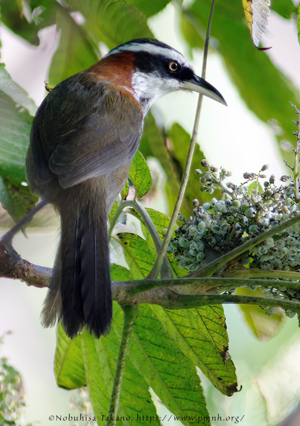 0911bb_streak_breasted_scimitar_babbler@lija0294