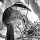 0911bb_streak_breasted_scimitar_babbler@lija0294_w