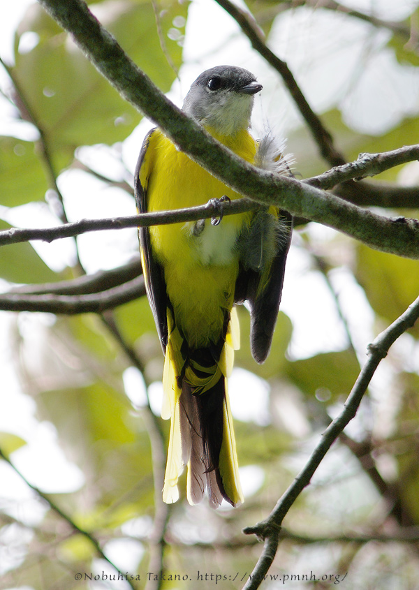 0911grey_chinned_minivet0806