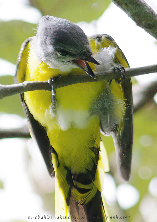 0911grey_chinned_minivet0807