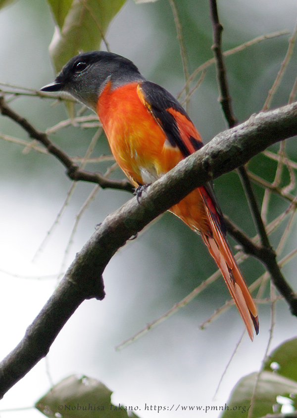 0911grey_chinned_minivet0819